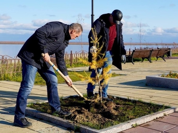 В Аксарке высадили 100 саженцев ольхи в подарок ко дню рождения Путина