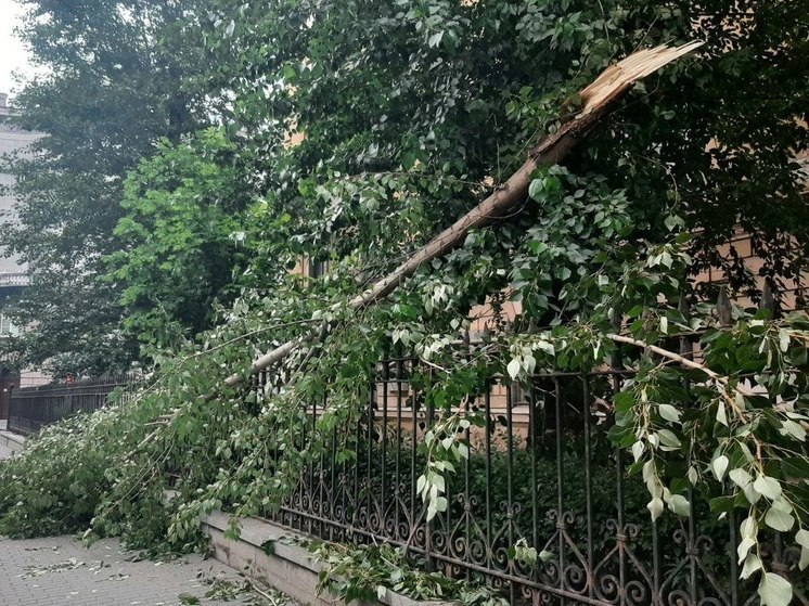 В экстренных службах Калининграда назвали адреса, где ветер повалил деревья