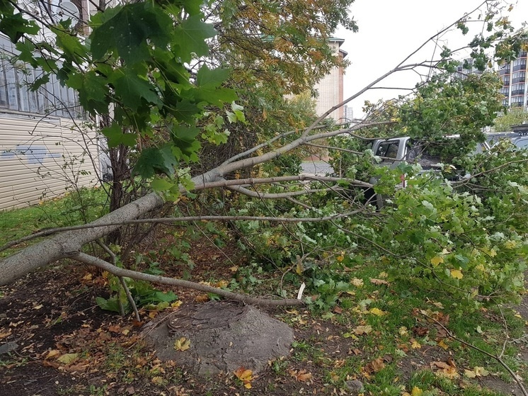 Ветер уронил дерево на автомобиль в Петрозаводске