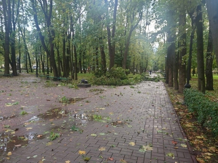 Шторм в Смоленске валит деревья