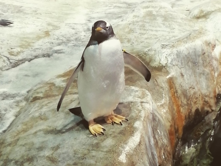 8 октября отмечается день африканских пингвинов, бездорожья и солнечных улыбок