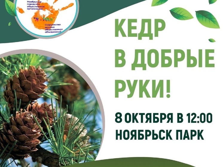 В Ноябрьске в добрые руки раздадут 400 кедров