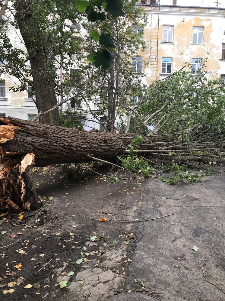 Рухнувший огромный тополь заблокировал двор в Петрозаводске