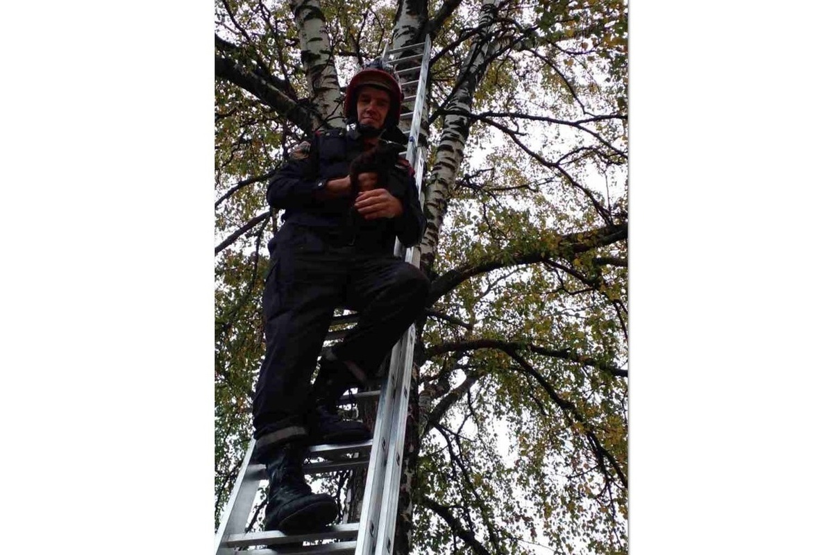 В Костроме спасатели сняли с дерева  орущего кота