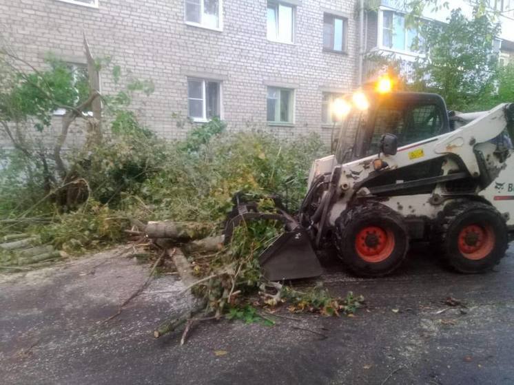 55 деревьев упали в Пскове из-за сильного ветра, повреждено 22 автомобиля