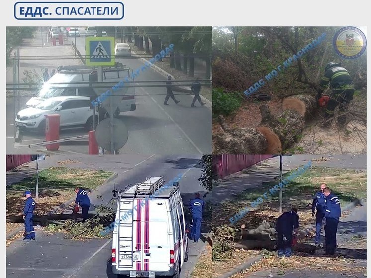 Сотрудники Службы спасения устраняют последствия сильного ветра в Краснодаре