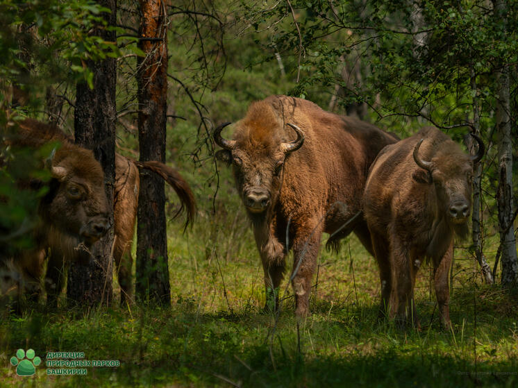 Спустя века, животные снова вернулись в Башкортостан