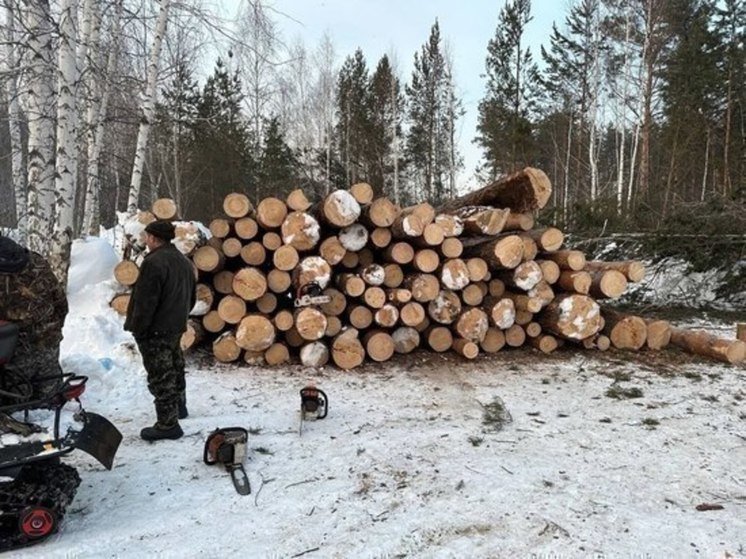 В новосибирском Академгородке активисты провели пикет в защиту зеленых насаждений