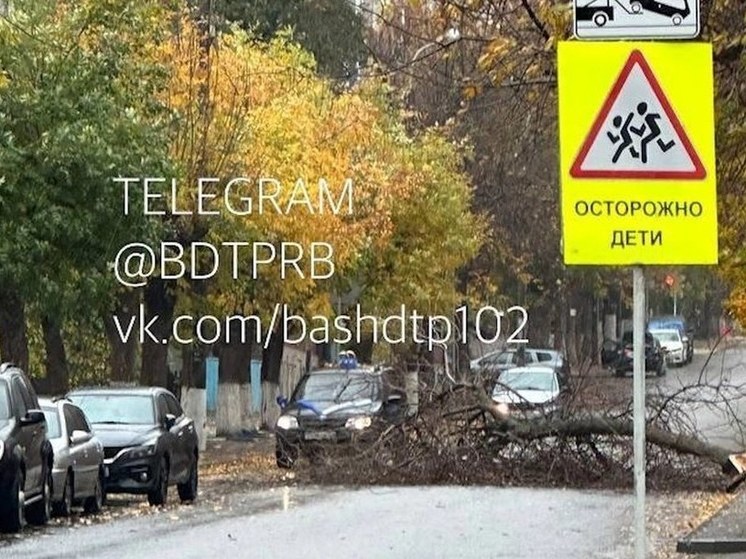 Сильный ветер в Башкирии повалил деревья и светофор