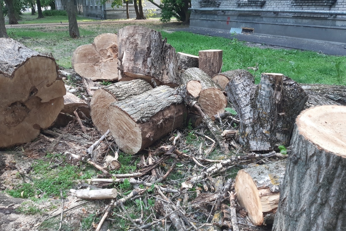 Вырубка деревьев началась возле поликлиники на Расковой