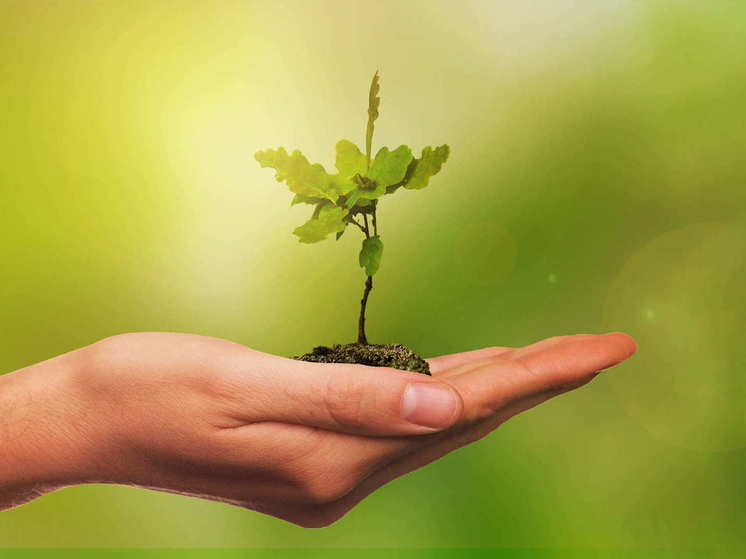 В Краснодонском районе ЛНР высадили тысячу новых деревьев