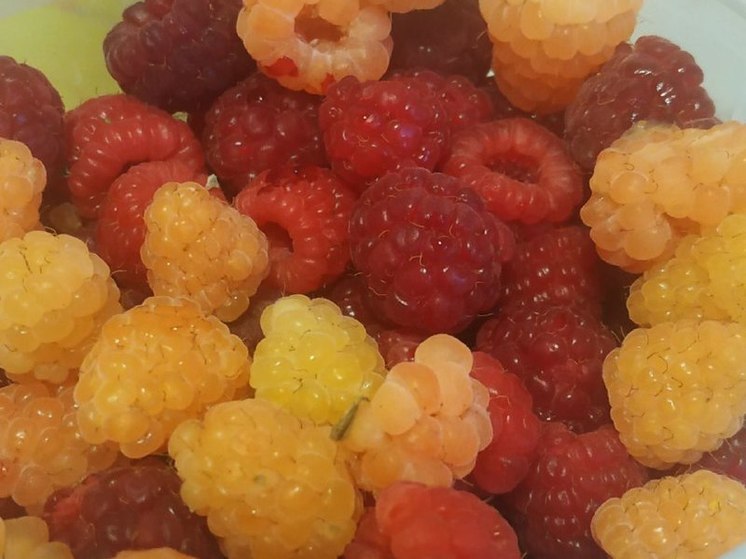 В Хабаровском крае может появиться селекционно-семеноводческий центр для выращивания ягод