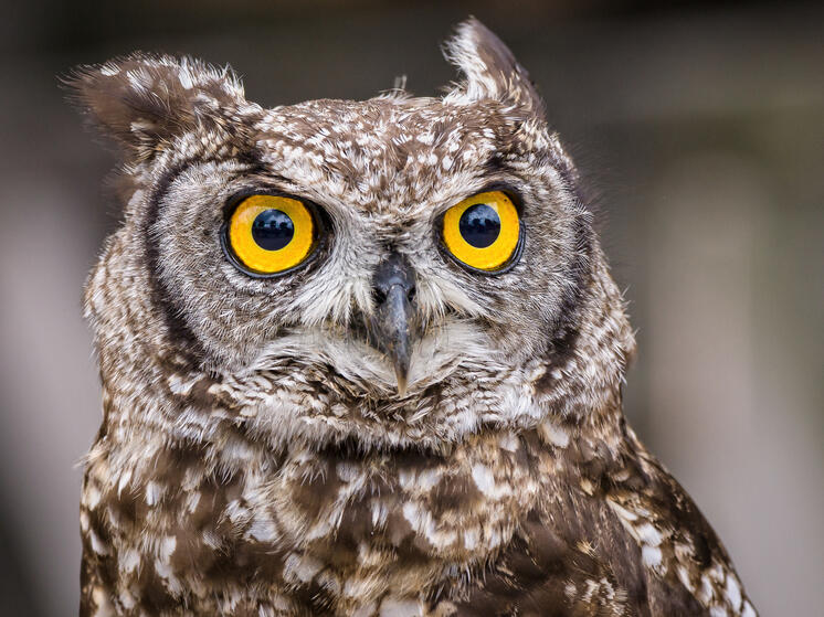 Залетевшую в Медвежьегорск сову едва не заклевали вороны