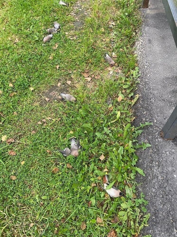 Специалисты Минсельхоза Карелии рассказали о «пьяных» птицах в Костомукше