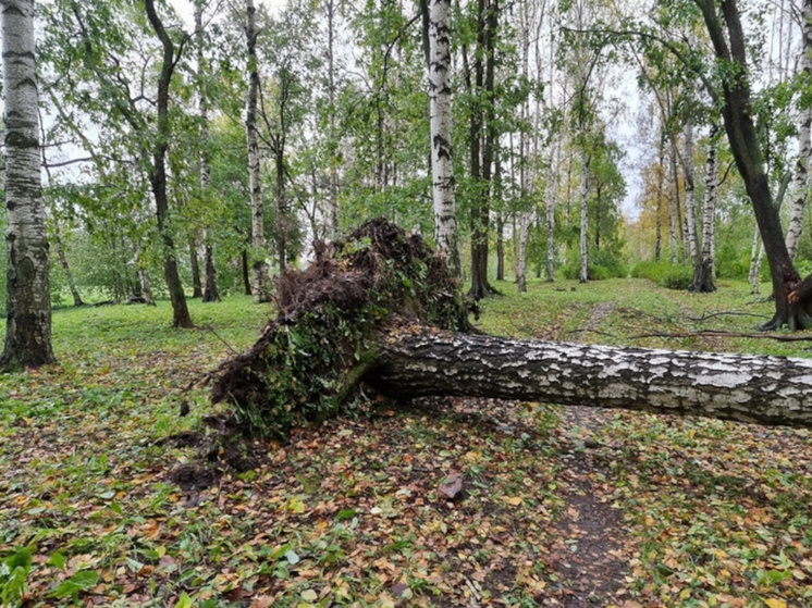 Директор ЕДДС Петрозаводска рассказал о масштабах разрушений после шторма