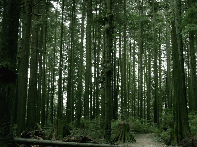 В лесополосе воронежского села нашли тело мужчины с перерезанными венами