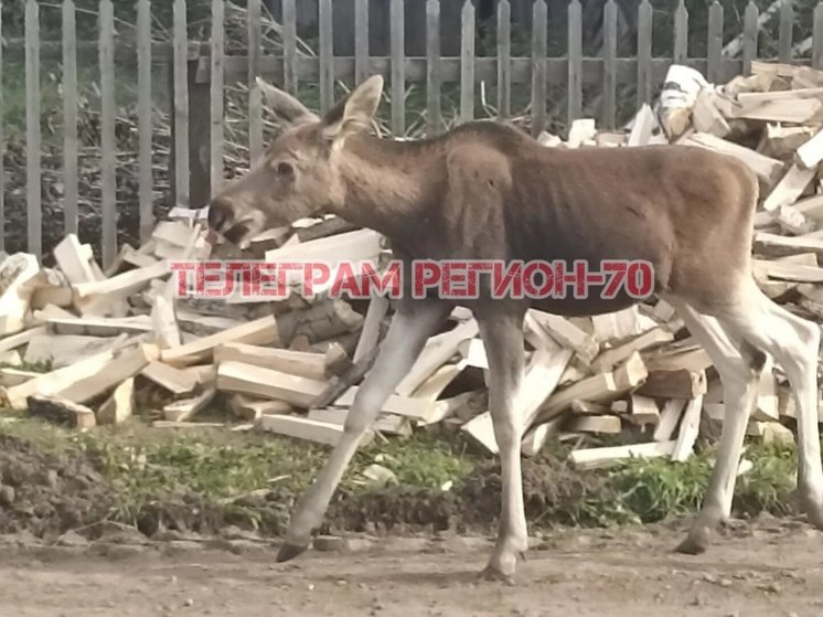 В Томской области лосенок разгуливал в компании с теленком по улицам села