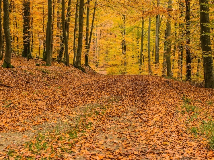 Всемирный день психического здоровья и шуршания листьями: чем заняться 10 октября