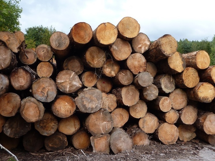 Житель Башкирии незаконно спилил лес на 970 тысяч рублей