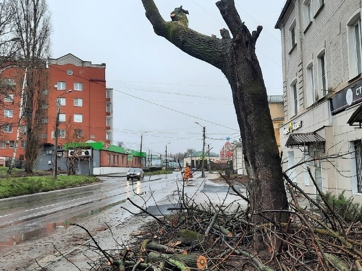 В Липецке сократят сроки по сносу аварийных деревьев