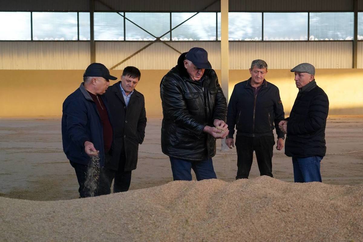 В Дагестане хотят увеличить площади под рисом