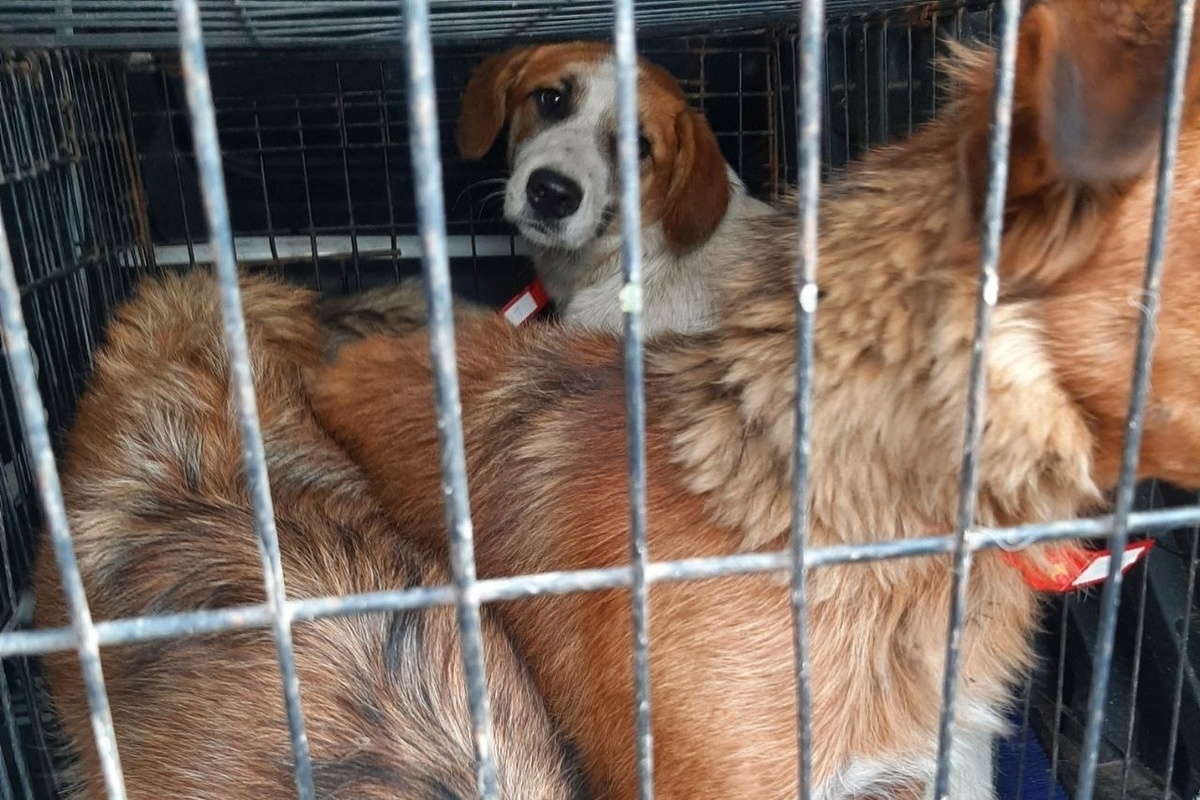 В Сеймском округе Курска отловили еще 11 безнадзорных собак