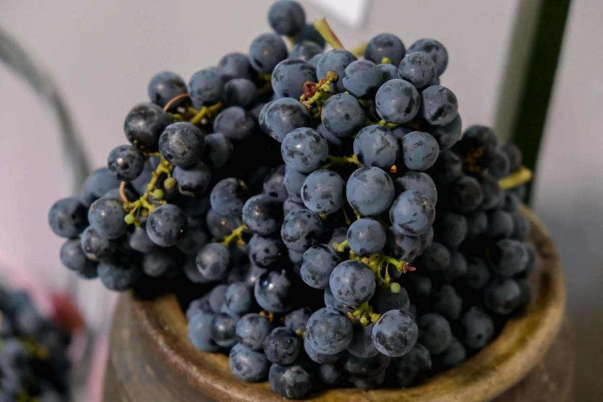 Употребление 1,5 чашки винограда поможет улучшить зрение у пожилых людей