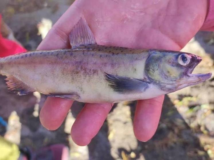 В камчатском озере Толмачева массово погибла рыба