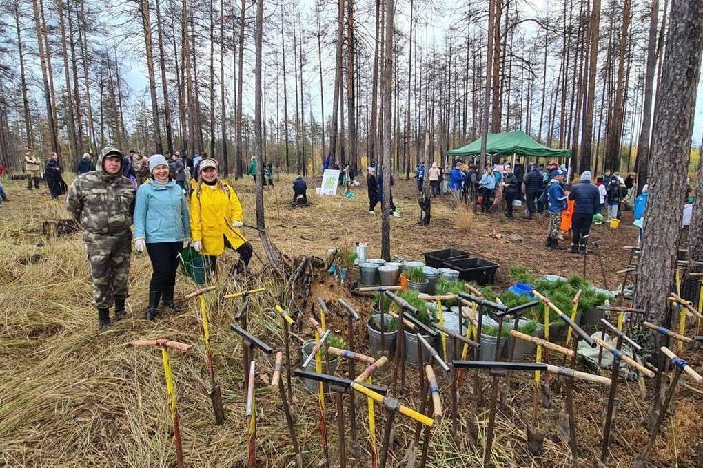 Новости хвойная