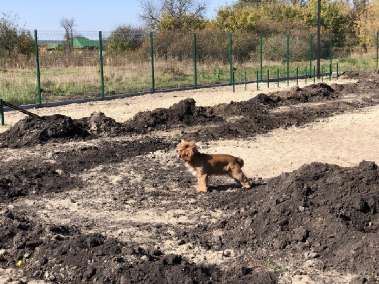 В городе Валуйки завершается строительство площадки для выгула собак