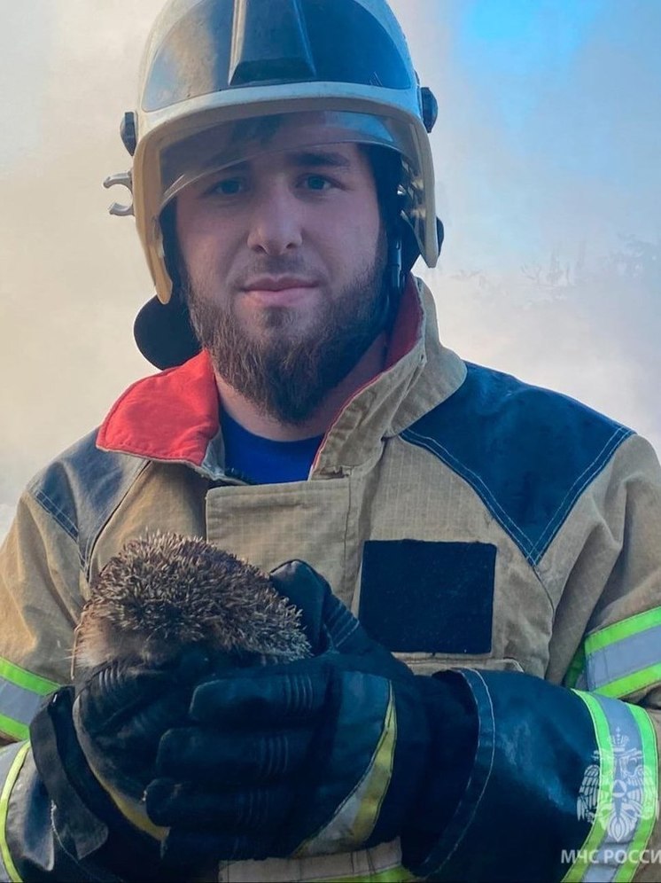 Ёжика спасли из огня пожарные Чечни