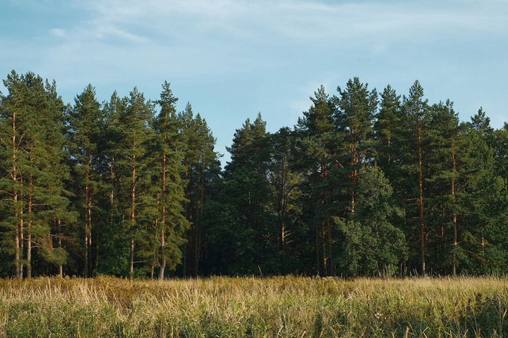 Родион Газманов приедет в Пензенскую область сажать лес