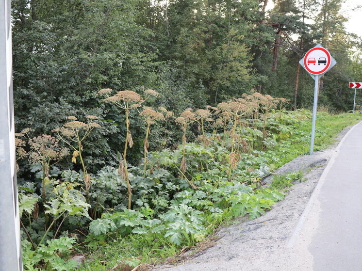 Минсельхоз Карелии собирается создать рабочую группу по борьбе с борщевиком