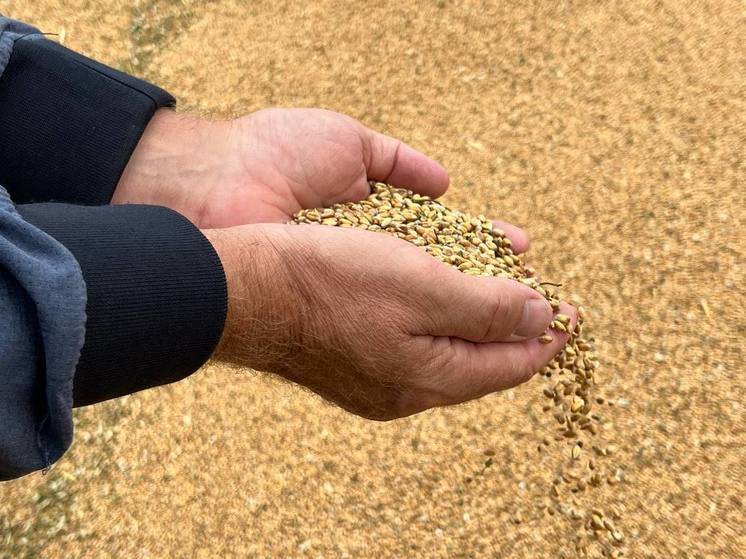 В Подмосковье поставили рекорд по урожаю зерна