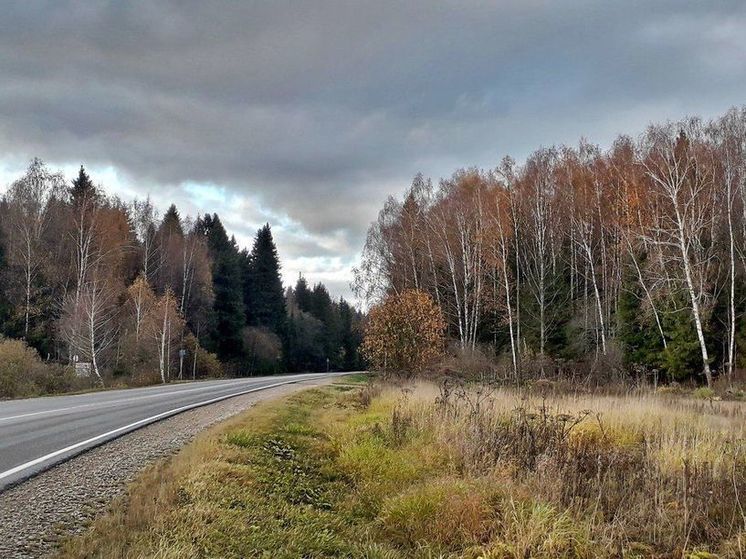 В Подмосковье вдоль трасс убрали половину поврежденных и поваленных деревьев