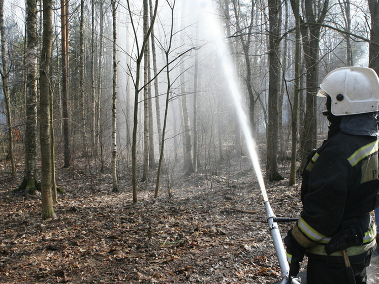 С начала года в лесах Новгородской области ликвидировано 65 пожаров