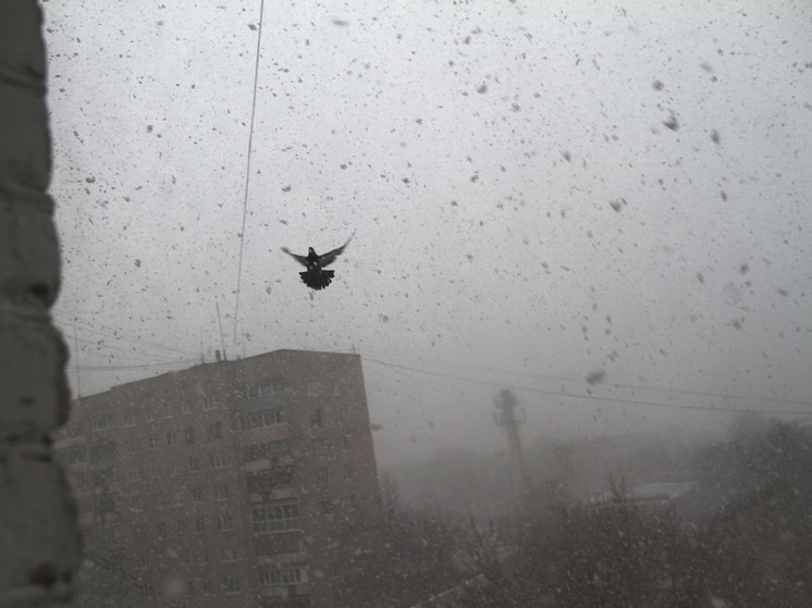 Ветер с порывами до 25 м/с спрогнозировали в Подмосковье