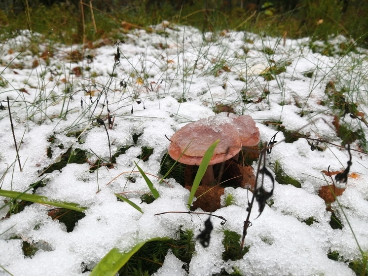 Холодный улов: биолог Глазков рассказал, опасны ли «подснежные» грибы