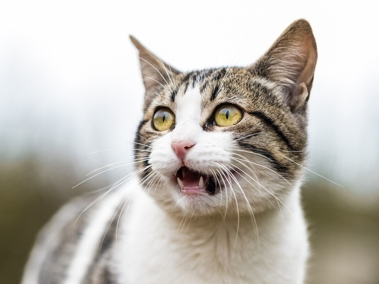 В Смоленской области объявлено очередное штормовое предупреждение