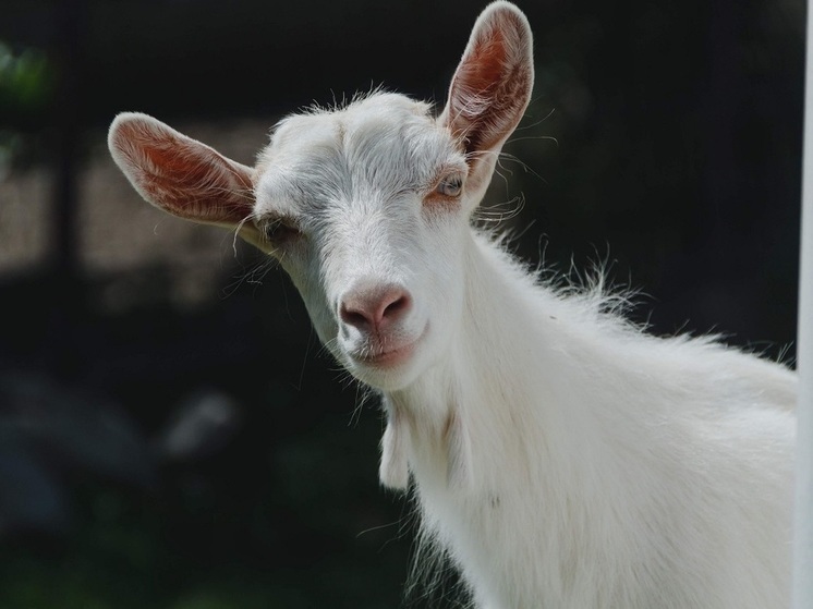 В Смоленской области убийце козы грозит уголовное дело