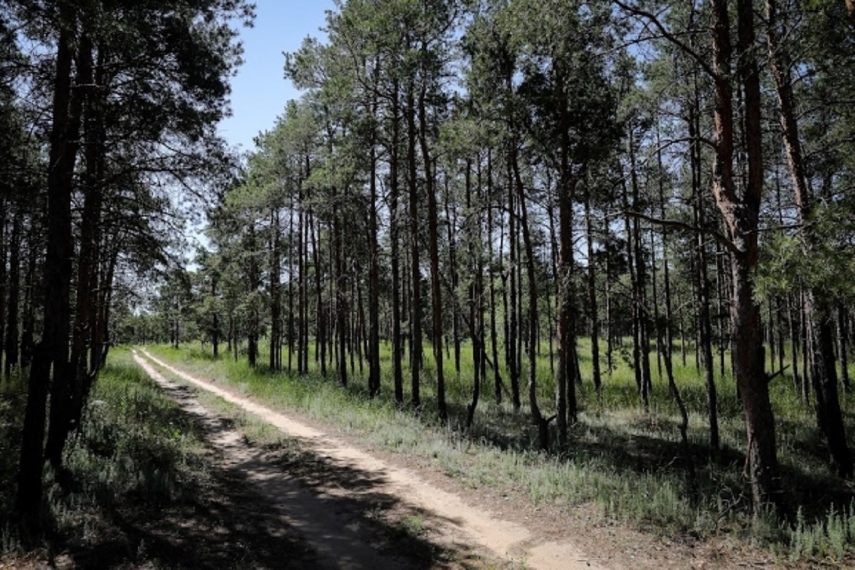 Сосновый Бор Волгоград Фото