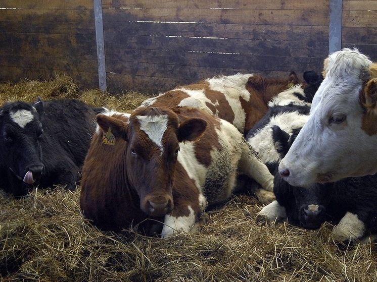 На Украине начался дефицит молока из-за массового убоя скота