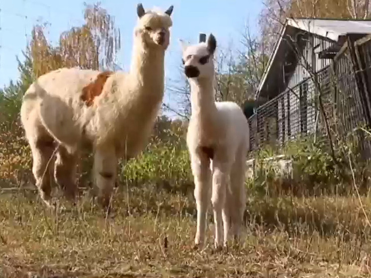 В Центре воспроизводства животных в Волоколамске родился детеныш альпаки