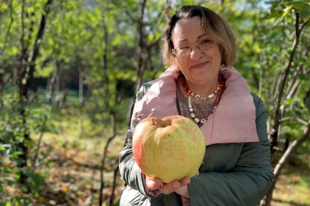 У жительницы Солнечногорска выросло яблоко весом почти 1 кг