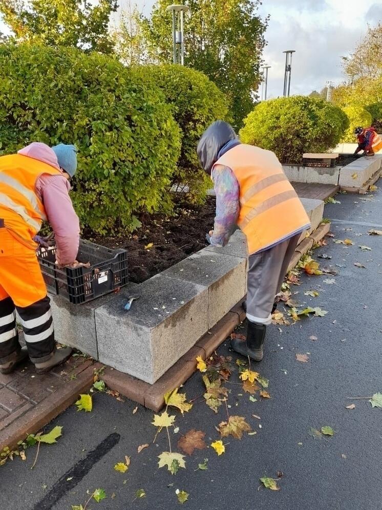 Маленькие ивы и липы посадят в центре Петрозаводска