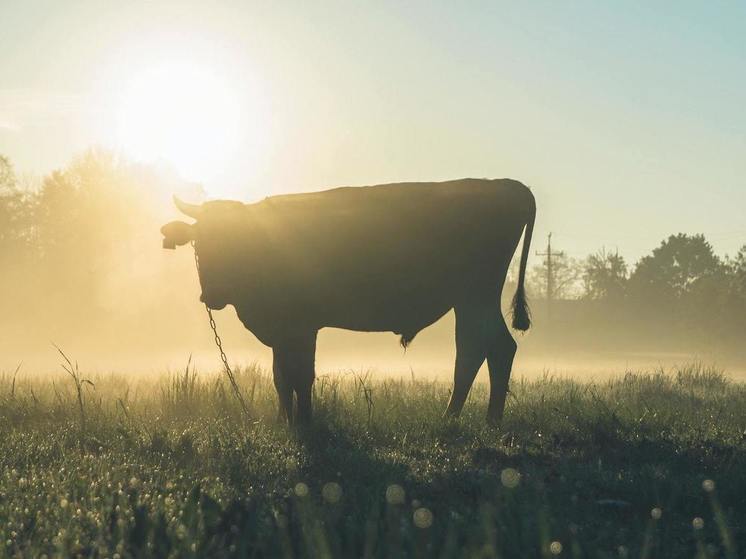 ВСУ обстреляли мясное производство в Брянской области, погибли два быка