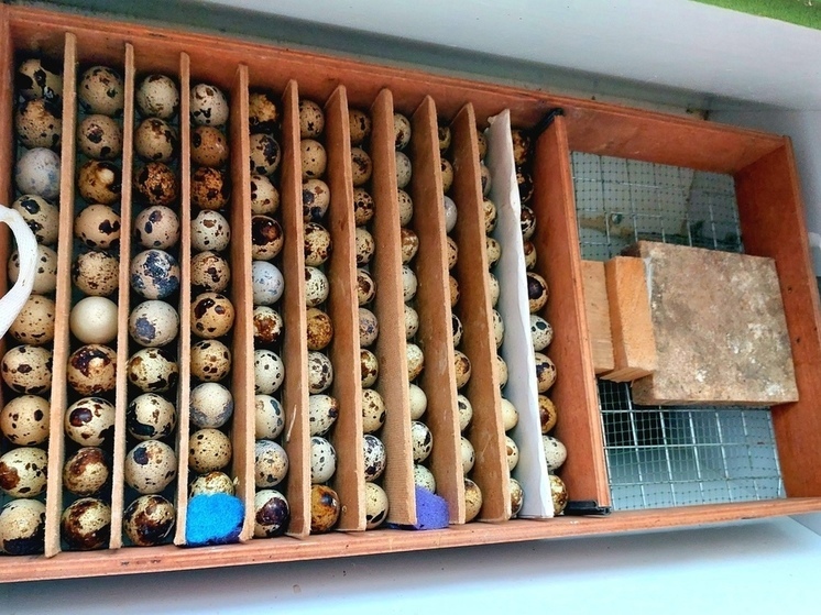 В День яйца в хабаровском зоосаде рассказали о своих птенцах