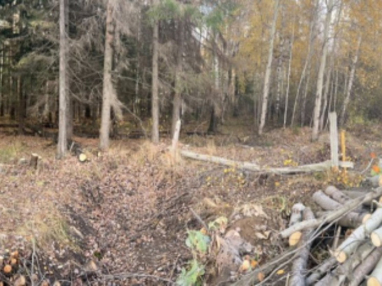 Житель Медведевского района обвиняется в незаконной вырубке деревьев