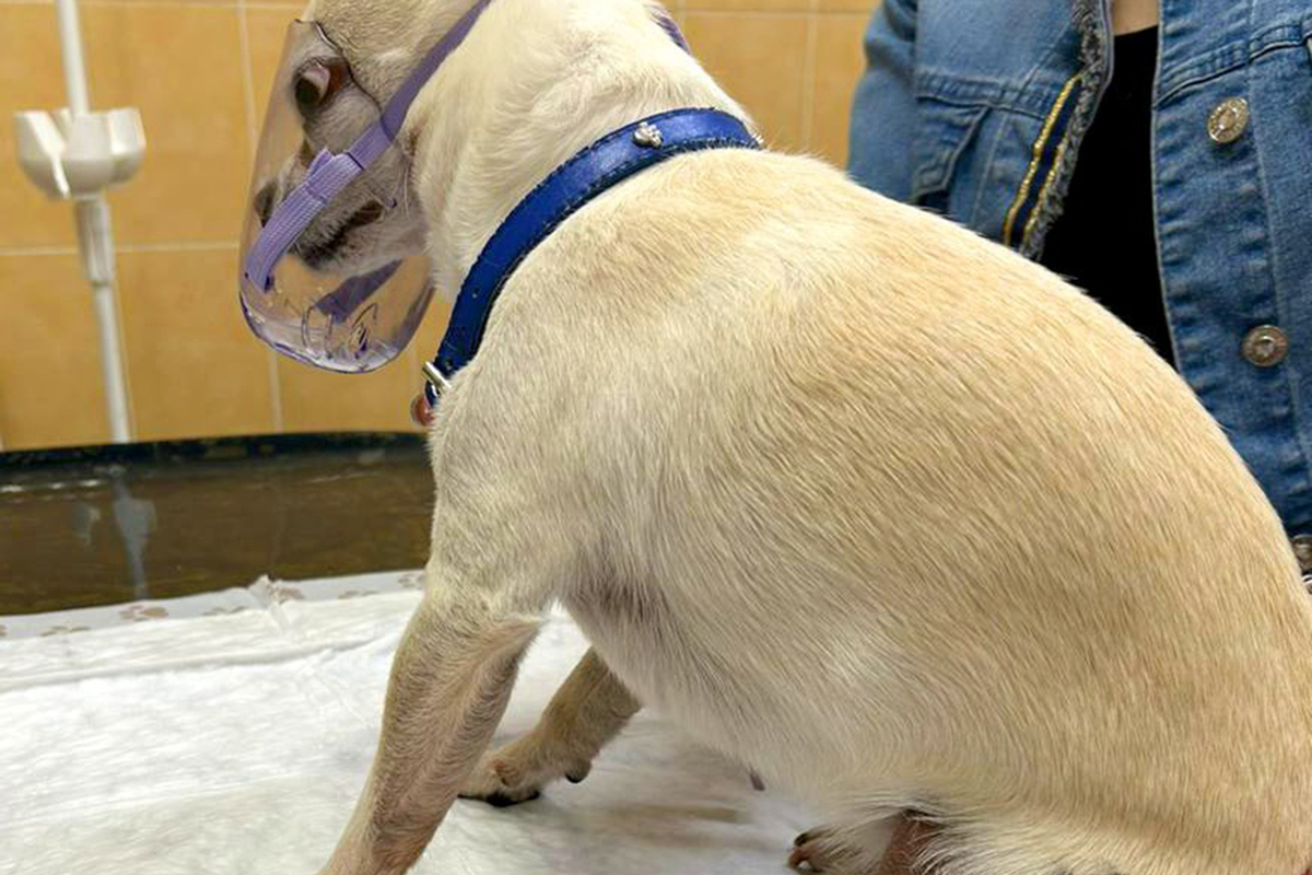 Rare mutation: a chihuahua in Moscow has grown a claw on its thigh