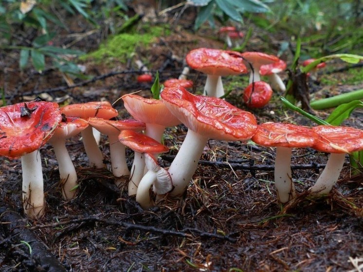 Житель Курил показал «красный ковер» из грибов